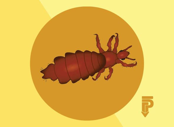 pediculosis