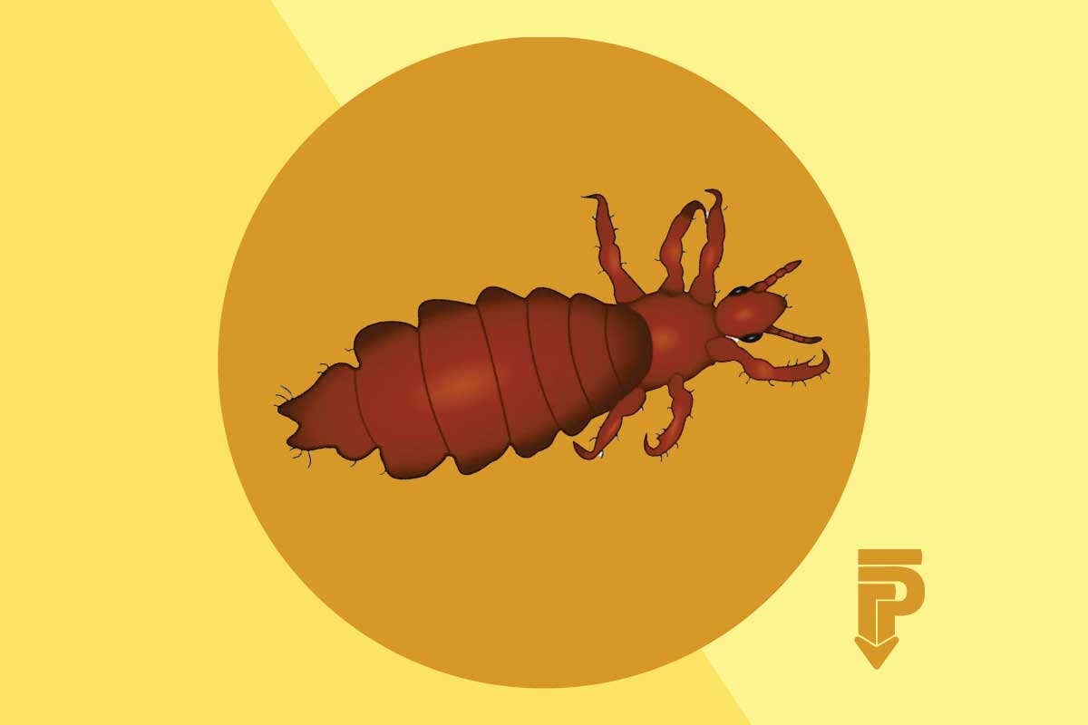 pediculosis