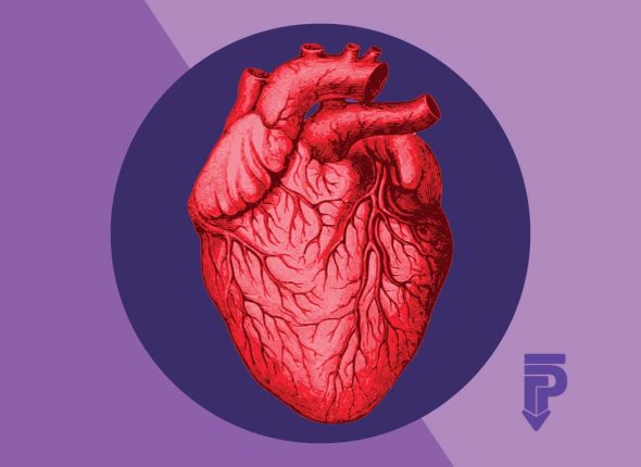 anatomía del corazón