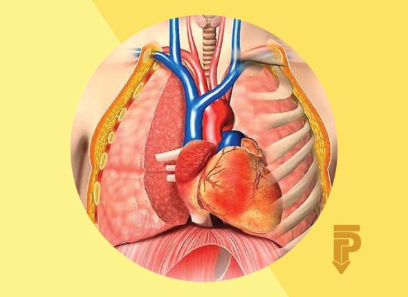 anatomía del tórax